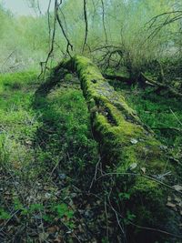 Trees in forest