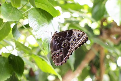 Close-up of butterfly on leaf