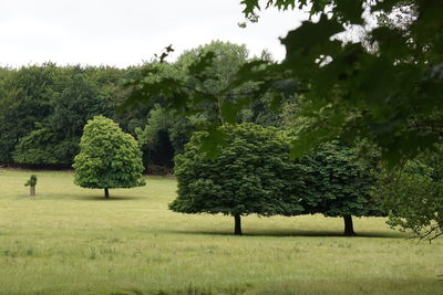 Trees on field against sky