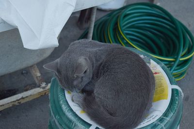 Close-up high angle view of a sleeping cat