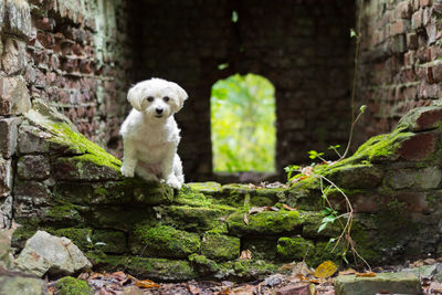 Portrait of dog against wall