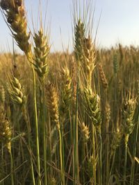 Close-up of wheat crops on field against sky