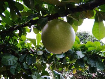 Low angle view of fruits on tree