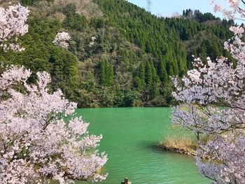 Scenic view of water and white flowers in forest