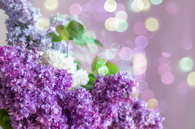 Close-up of purple flowering plant