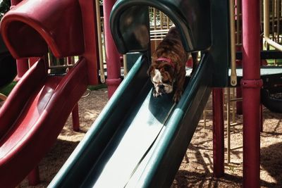 English bulldog sliding on slide at park
