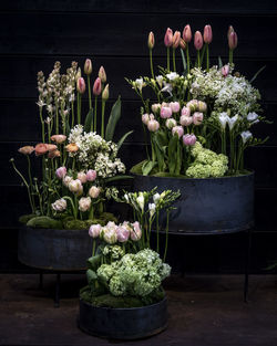 Close-up of potted plants