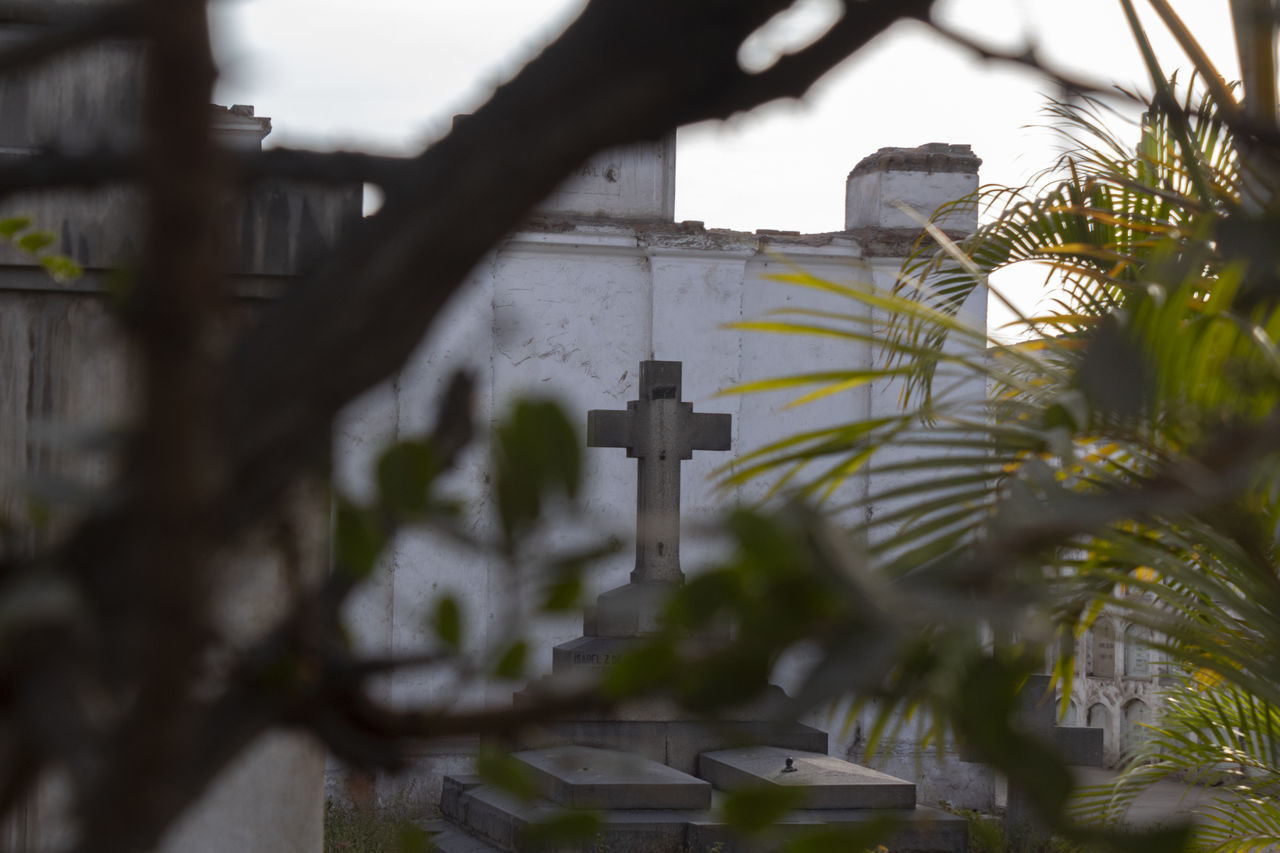 architecture, built structure, plant, selective focus, building exterior, religion, spirituality, no people, belief, tree, nature, building, focus on background, leaf, history, day, outdoors, place of worship, the past