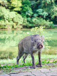 Portrait of an animal on field