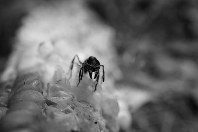 Close-up of spider