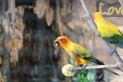 Close-up of parrot perching on branch