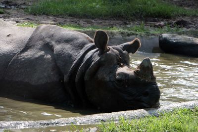 Rhinoceros in lake at forest