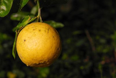 Close-up of fruits on tree