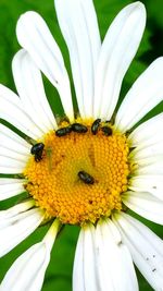 Close-up of bee on white flower