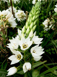 Close-up of white flowers