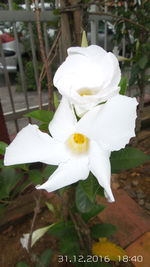 Close-up of white flower blooming outdoors