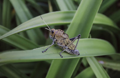 Close-up of butterfly on leaf