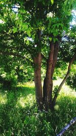 Trees growing on branch