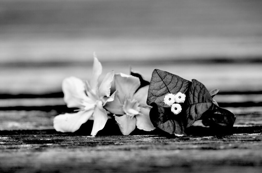 focus on foreground, flower, close-up, selective focus, table, still life, wood - material, fragility, white color, petal, toy, no people, day, nature, wooden, single object, flower head, outdoors, beauty in nature