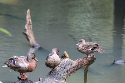 Seagulls perching on wooden post in lake