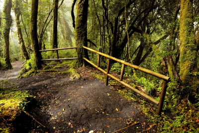 Scenic view of forest