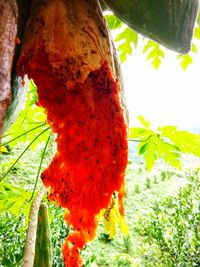 Low angle view of lizard on tree trunk