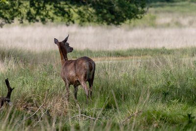 Deer standing on field