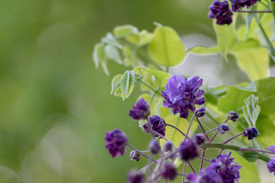 Close-up of purple flowering plant