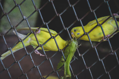 Close-up of an animal seen through chainlink fence