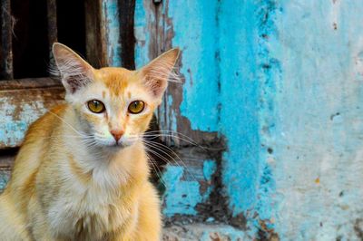 Portrait of cat by wall