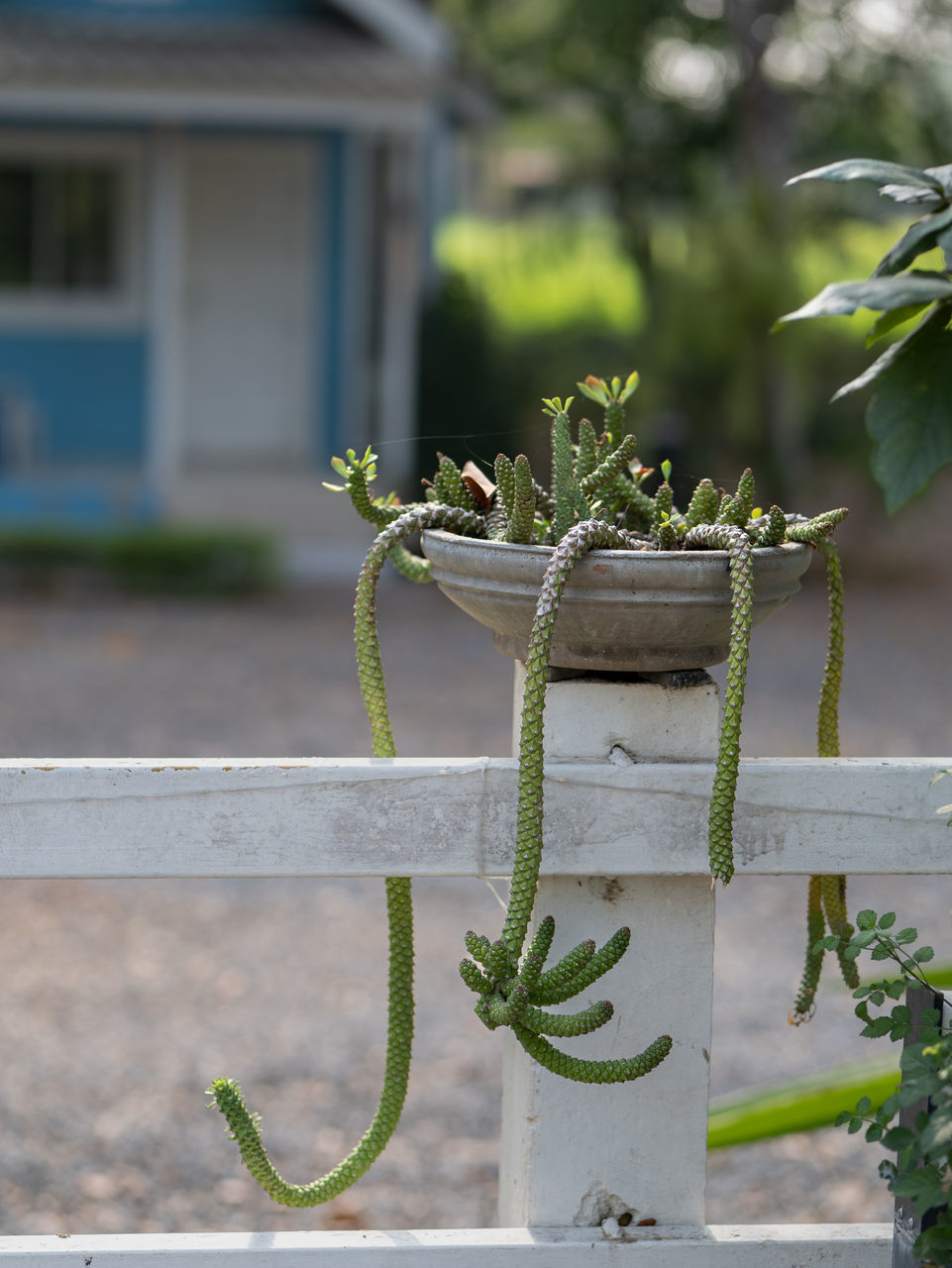 green, plant, nature, flower, no people, architecture, garden, day, outdoors, branch, focus on foreground, growth, grass, built structure, leaf, building exterior, front or back yard, building, plant part, house, backyard, spring, close-up, potted plant