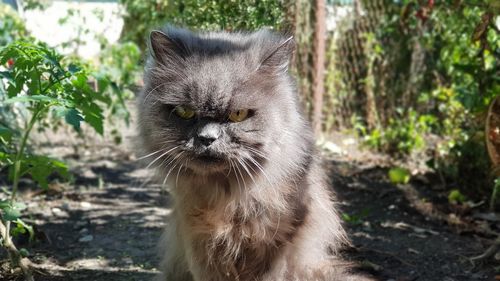 Close-up portrait of a cat outdoors