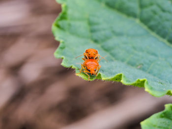 Close-up of insects mating on leaf