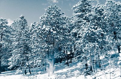 Snow covered trees against sky