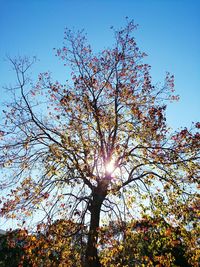 Low angle view of trees against sky