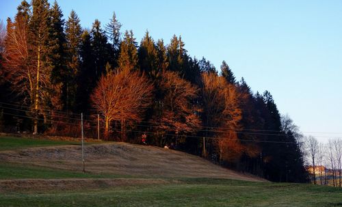 Trees against sky