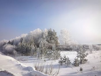 Trees on snow covered landscape