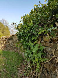 Close-up of fresh green plants on field against sky