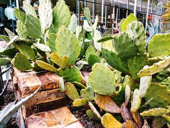 High angle view of cactus plants