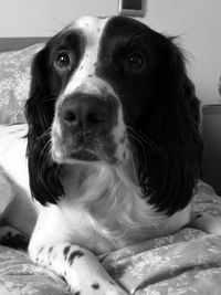 Close-up portrait of dog on bed at home