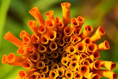 Close-up of orange flowering plant