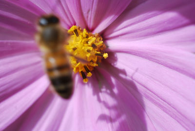 Close-up of bee on purple flower