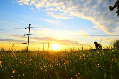 Silhouette plants on field against sky during sunset