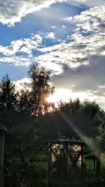 Trees against sky