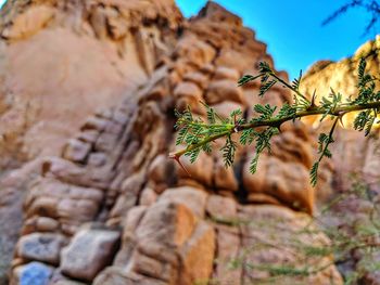 Close-up of lizard on rock against sky