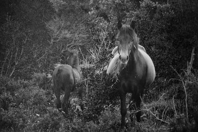 Horses grazing on field