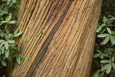 Close-up of tree trunk