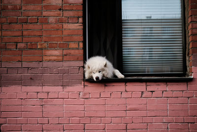 View of a a relaxing dog in a window with a brick wall