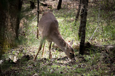 Squirrel on tree trunk