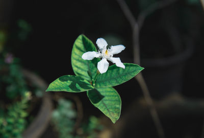 Close-up of white flowering plant